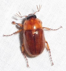 Cyclocephala borealis