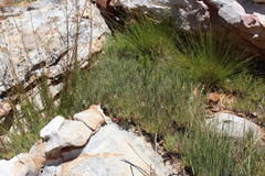 Pelargonium laevigatum oxyphyllum