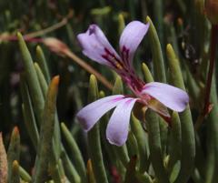 Pelargonium laevigatum oxyphyllum