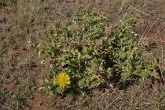 Berkheya onopordifolia
