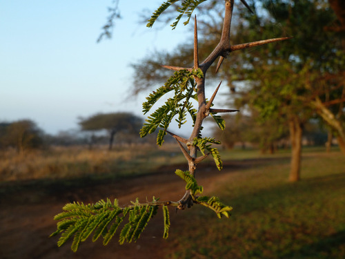 Acacia sieberiana image