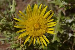 Berkheya onopordifolia