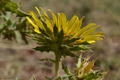 Berkheya onopordifolia