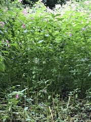 Impatiens glandulifera