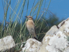 Oenanthe oenanthe