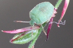 Palomena prasina