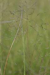 Eragrostis micrantha