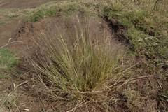 Eragrostis micrantha