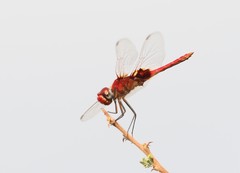 Urothemis assignata