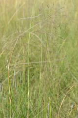 Eragrostis micrantha