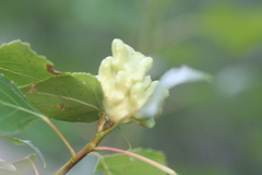 Pemphigus vesicarius