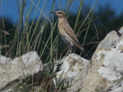 Oenanthe oenanthe