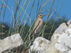 Oenanthe oenanthe