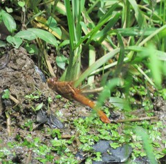 Libellula croceipennis
