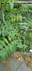 Ailanthus altissima