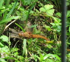 Libellula croceipennis