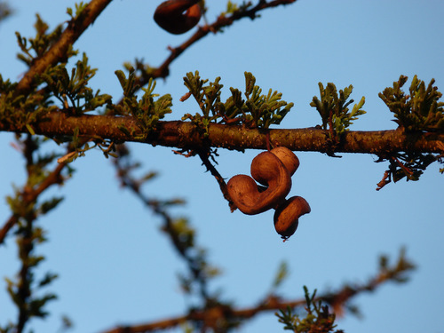 Acacia tortilis image