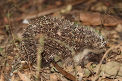 Atelerix frontalis frontalis
