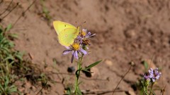 Colias philodice eriphyle
