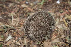 Atelerix frontalis frontalis