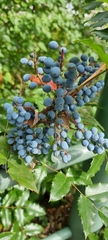 Berberis aquifolium