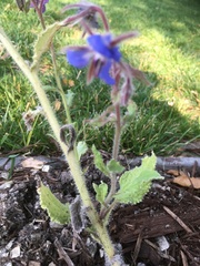 Borago