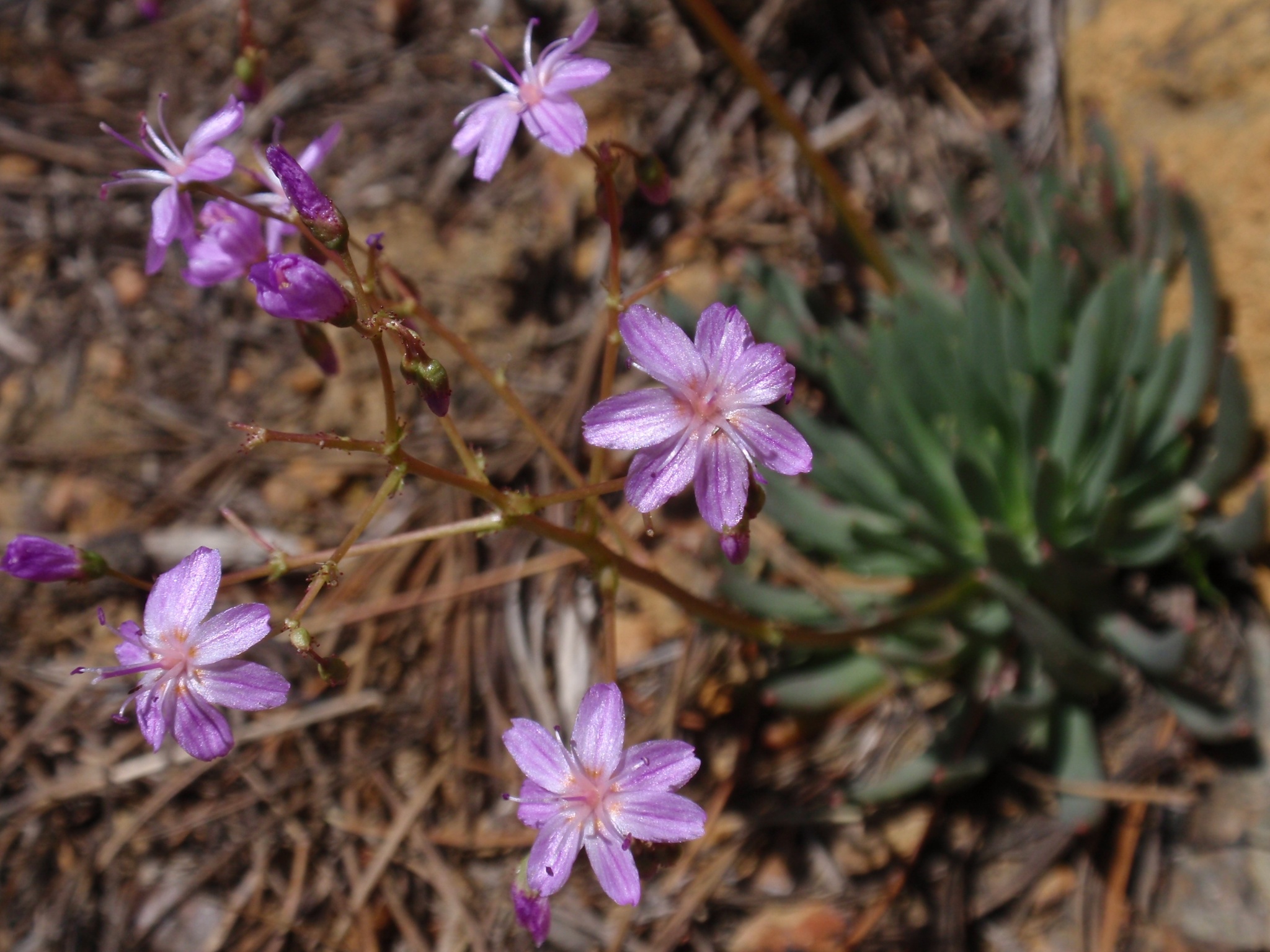 Lewisia leeana