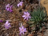 Quill-leaf Lewisia - Photo (c) Tom Hilton, some rights reserved (CC BY), uploaded by Tom Hilton
