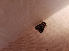 Apantesis williamsii