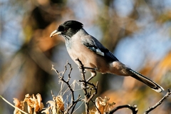 Garrulus lanceolatus