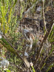 Bradypodion gutturale