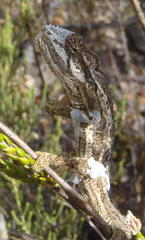 Bradypodion gutturale