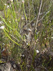 Bradypodion gutturale