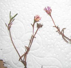 Lampranthus falcatus