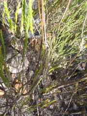 Bradypodion gutturale