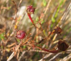 Lampranthus falcatus