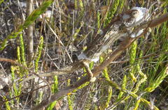 Bradypodion gutturale