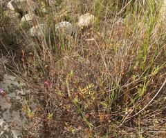 Lampranthus falcatus