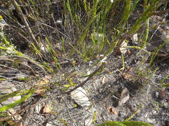 Bradypodion gutturale