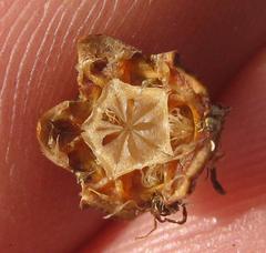 Lampranthus falcatus