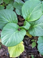 Bergenia