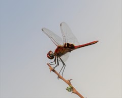 Urothemis assignata