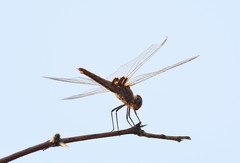 Urothemis assignata