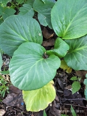 Bergenia