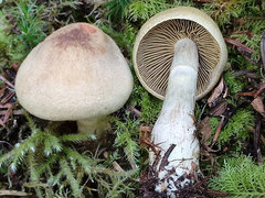 Cortinarius delibutus