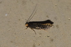 Monopis laevigella