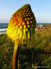 Kniphofia rooperi
