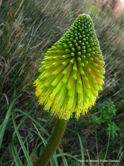 Kniphofia rooperi