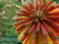 Kniphofia rooperi