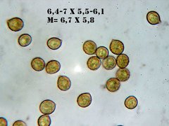 Cortinarius delibutus